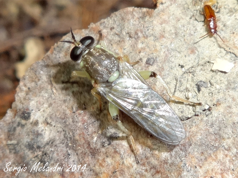 Xylomyidae; Solva marginata